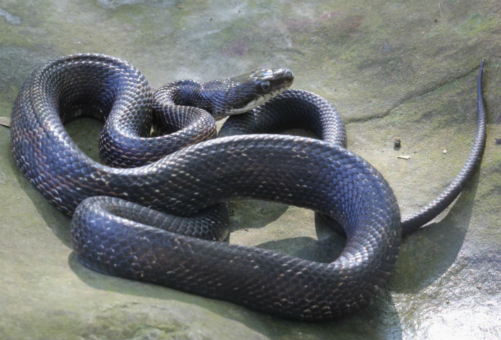 Black Rat Snake